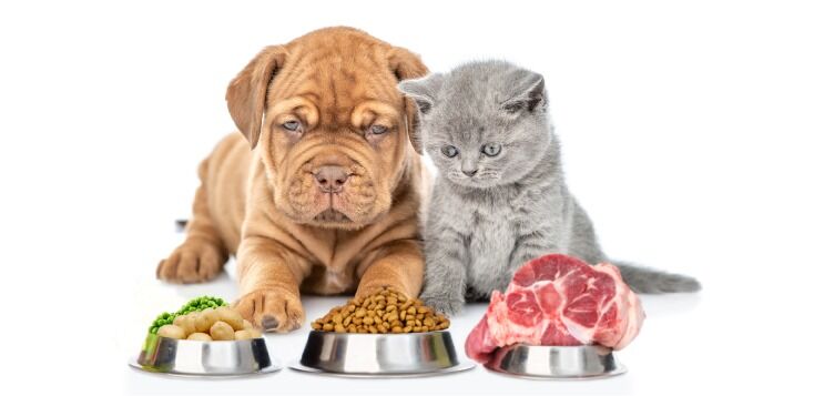 Puppy and kitten with foodbowls