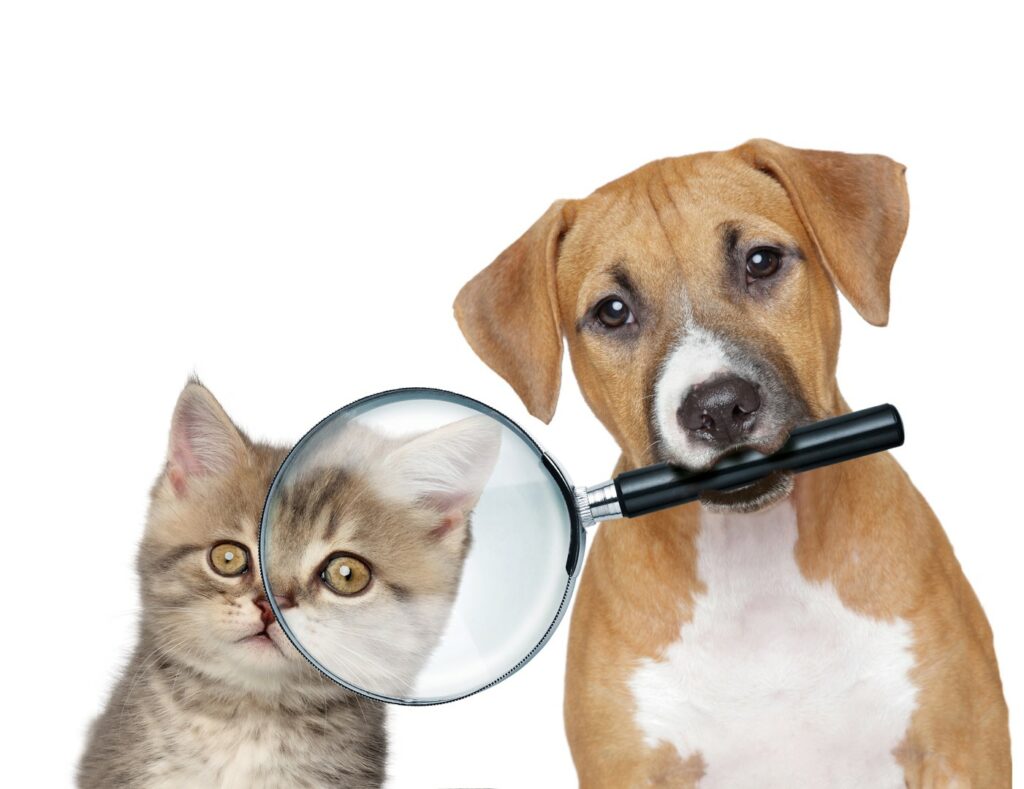 cat and dog with magnifying glass