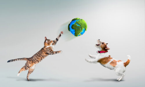 Cat and Dog playing with Globe