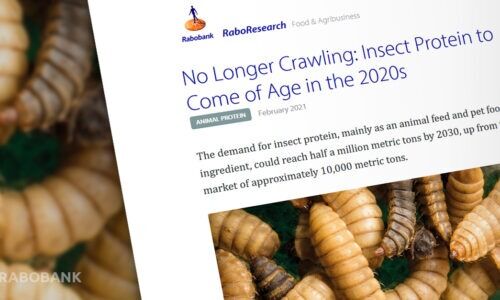 Insect protein Rabo