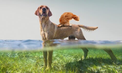 Dog and Cat in water with seaweed
