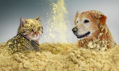 IQI chicken meat powder petfood ingredients