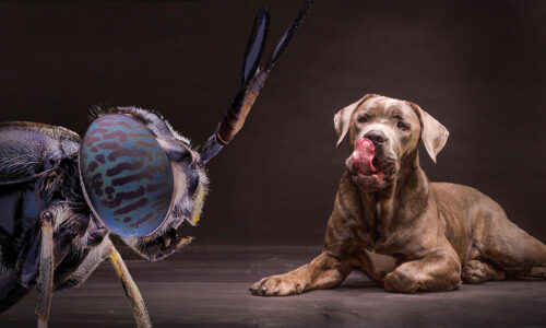 Black Soldier Fly and dog