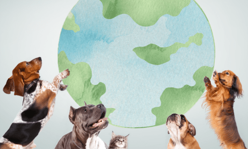 IQI_e-paper_sustainability_animal_welfare