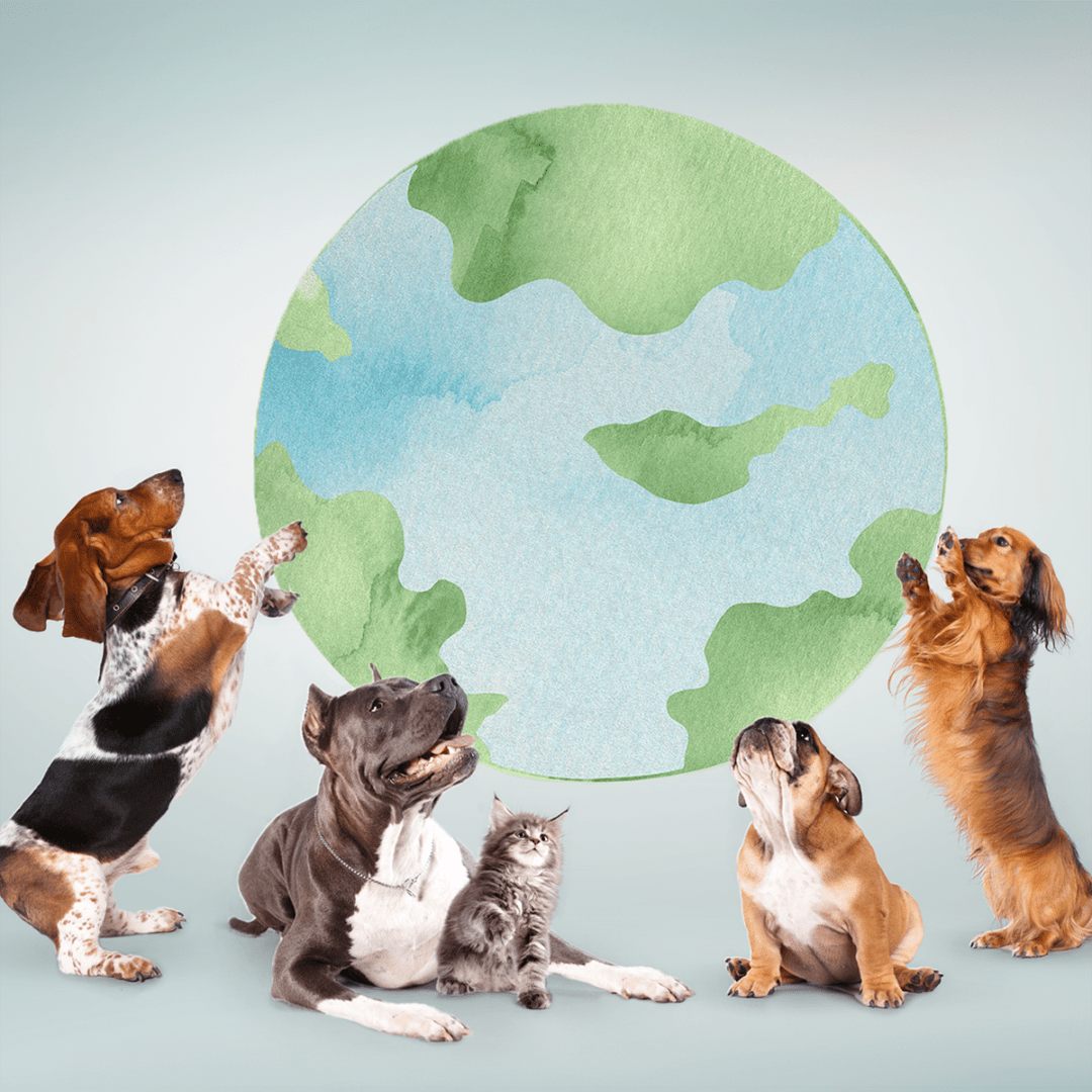 IQI_call_to_improve_sustainability_and_animal_welfare_in_pet_food_industry