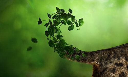 pet_sustainability_coalition_iqi-petfood_ingredients