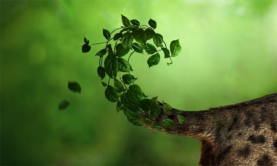 pet_sustainability_coalition_iqi-petfood