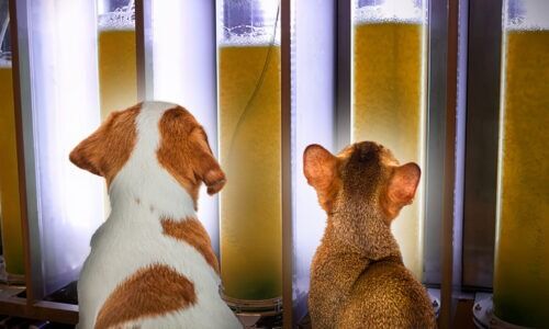 Algae DHA-the game-changer of the omega-3s-petfood ingredient