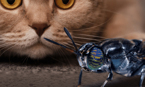 Black soldier fly-future of pet food