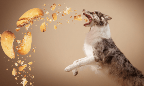 Sustainable bread meal in pet food application