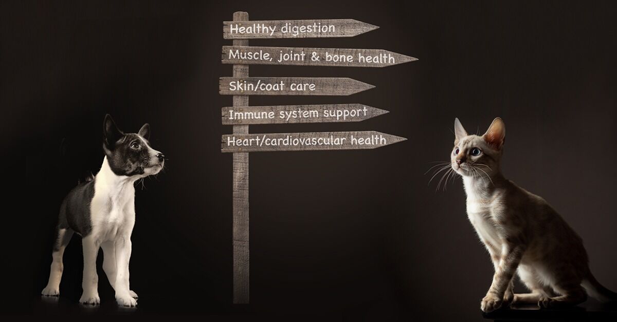 health-well-being-iqi-white-paper