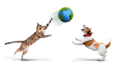 algae cat and dog playing with globe