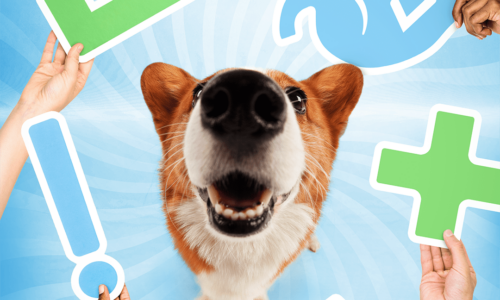 Dog surrounded by signs