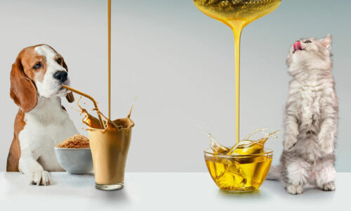 IQI ensure functional levels of EPA and DHA using sourches as fish oil and algae DHA