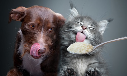 Dried chicken collagen