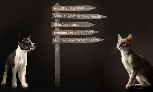 Dog, cat and road sign