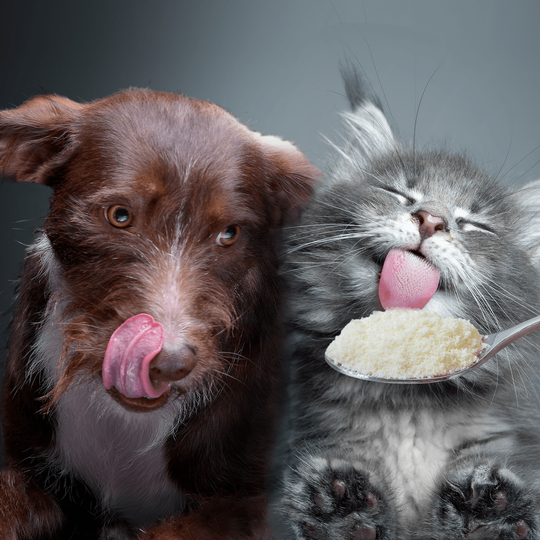 collagen-petfood-ingredient