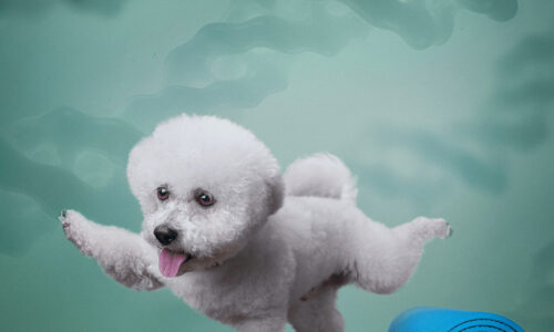 Collagen dog on yogamat