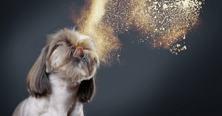 Gemeinsame Herstellung von nachhaltigem Haustierfutter aus hochwertigem Brotmehl