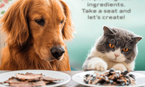 Dog and cat with plates