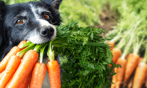 Dog carrot fiber