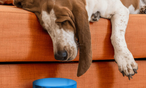 Novasta EB15 astaxanthin