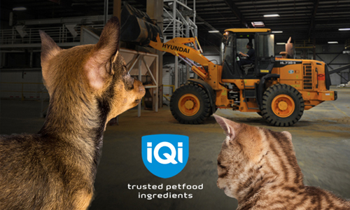 Dog, cat and vehicle