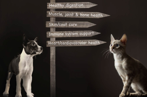 Dog, cat and road sign