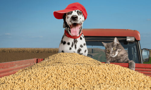 Protege soy fermented