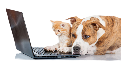 Cat and dog with laptop