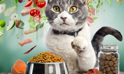 Cat with foodbowl, fruits and vegetables