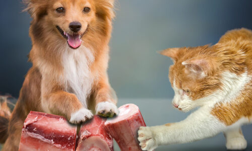 Dog and Cat with boneselect dried beef
