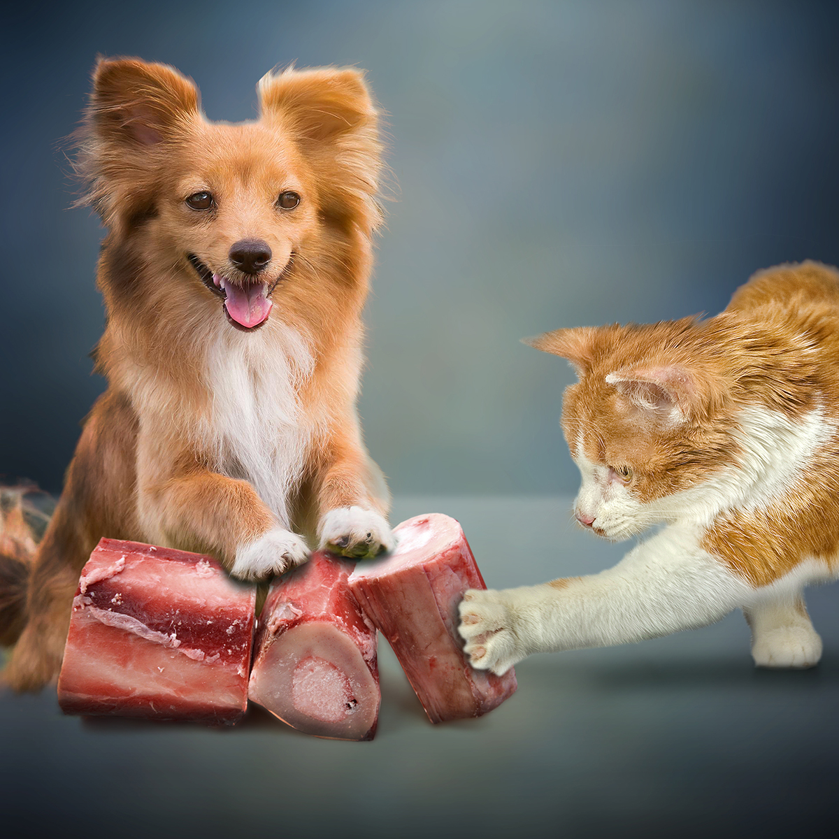 Cat and dog with boneselect beef