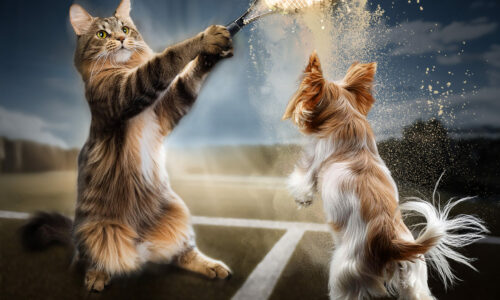 Protastar, a cat slamming a potato with a tennis racket, a dog watches at it
