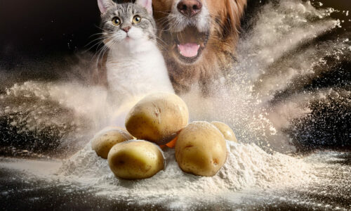 Cat and dog with potatoes, protastar