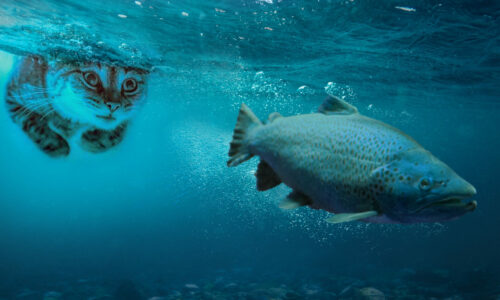 Cat in water trying to catch salmon